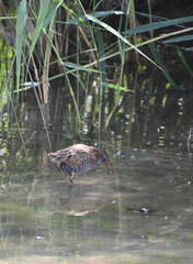 Rallus aquaticus