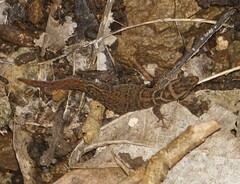 Sphaerodactylus dunni