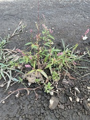 Persicaria longiseta