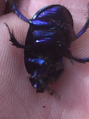 Anoplotrupes stercorosus