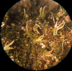 Ephemerum spinulosum