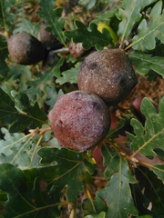 Andricus quercustozae