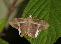 Hemeroblemma mexicana