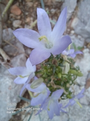 Campanula pyramidalis