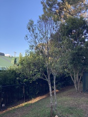 Backhousia citriodora