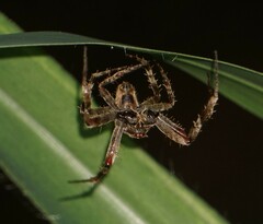 Eriophora