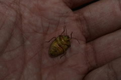 Hippotiscus dorsalis