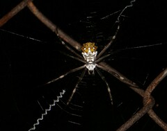 Argiope argentata