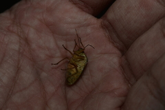 Hippotiscus dorsalis