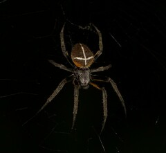 Eriophora