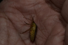 Hippotiscus dorsalis