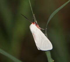 Pygarctia roseicapitis