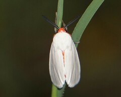 Pygarctia roseicapitis