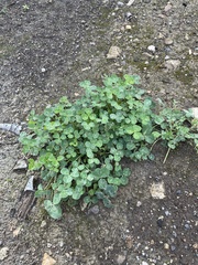 Trifolium repens