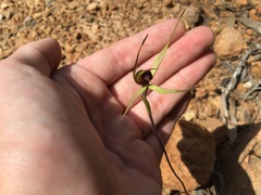 Caladenia leptochila