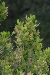 Searsia lucida