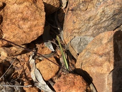 Caladenia leptochila