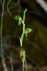 Pterostylis diminuta
