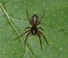 Corinnidae