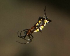 Micrathena funebris