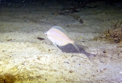 Parequula melbournensis