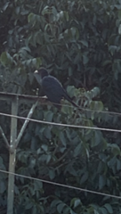 Eudynamys scolopaceus