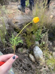 Euryops abrotanifolius