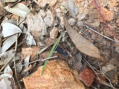 Caladenia leptochila