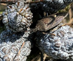 Poecilometis strigatus