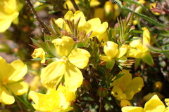 Hibbertia exutiacies