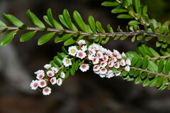 Thryptomene calycina