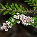 Thryptomene - Photo (c) Michael Keogh, some rights reserved (CC BY-NC-SA), uploaded by Michael Keogh