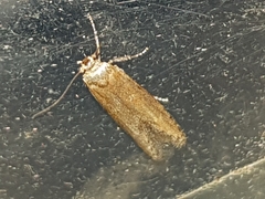 Blastobasis maroccanella