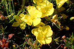 Hibbertia exutiacies