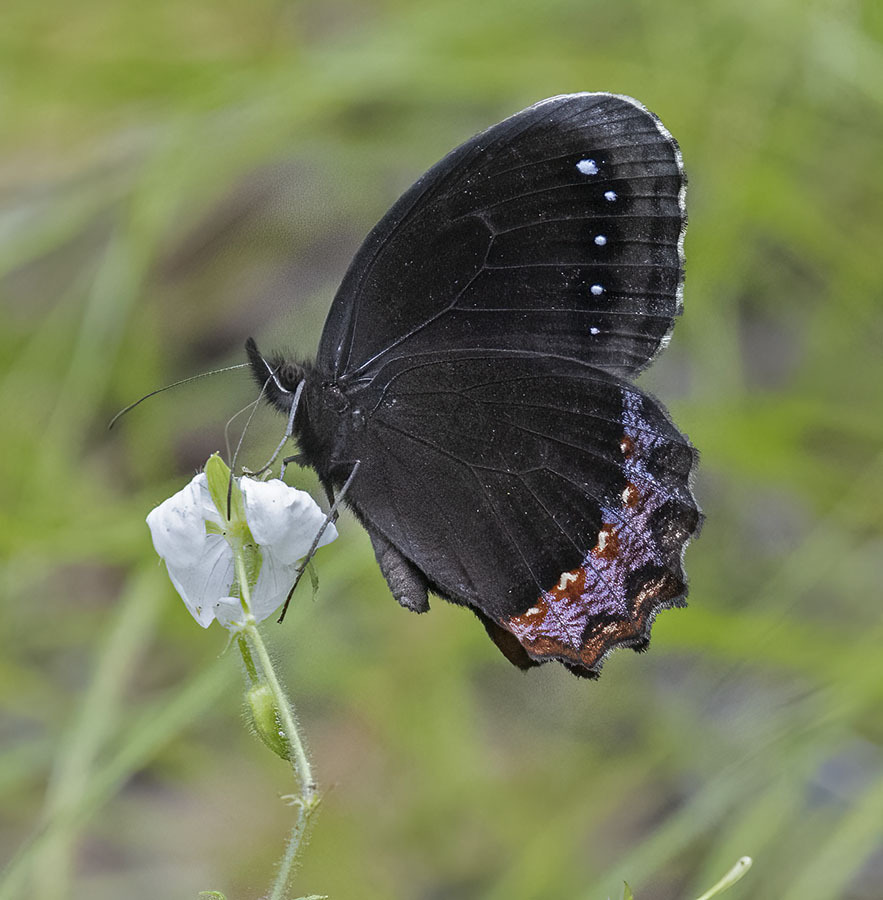 Gyrocheilina