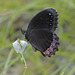 Mariposa Sátira de Borde Rojo - Photo (c) Paul Donahue, algunos derechos reservados (CC BY-NC), subido por Paul Donahue