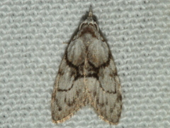Nola delograpta