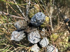 Poecilometis strigatus