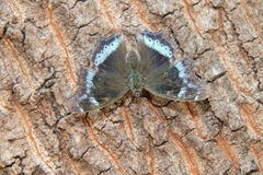 Kaniska canace