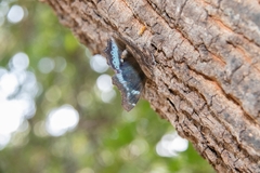 Kaniska canace