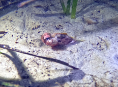 Maxillicosta scabriceps