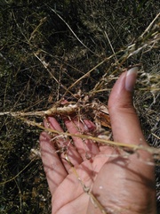 Timaspis chondrillae