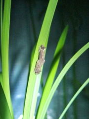 Acrolophus walsinghami