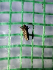Acrolophus walsinghami