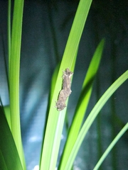 Acrolophus walsinghami