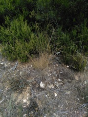 Festuca elegans