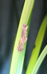 Acrolophus walsinghami
