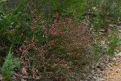 Daviesia brevifolia