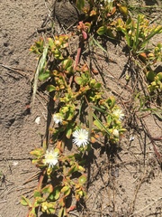 Mesembryanthemum aitonis