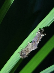 Acrolophus walsinghami